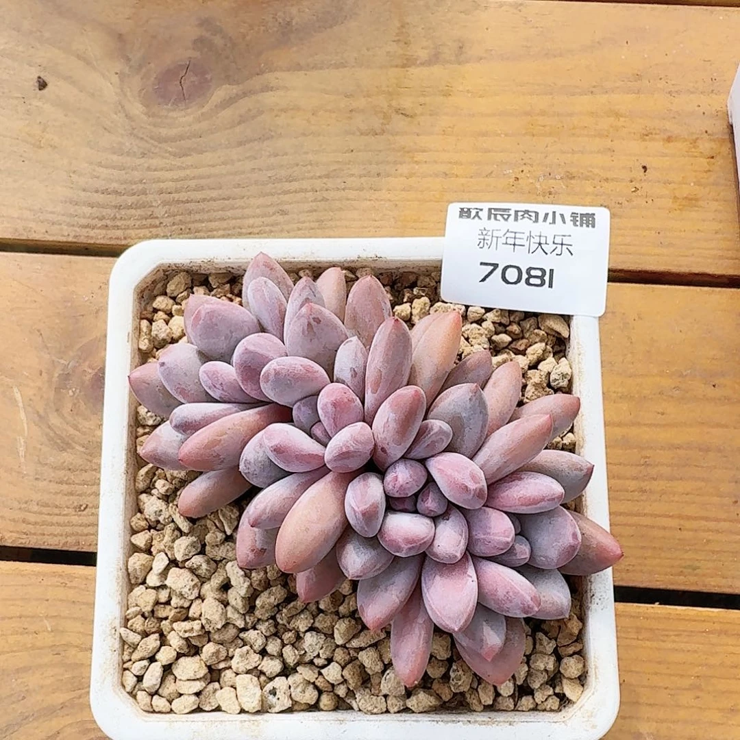 多肉植物香水老桩群7081