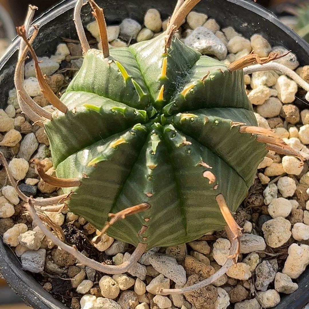 潮流植物优选法利达，实生