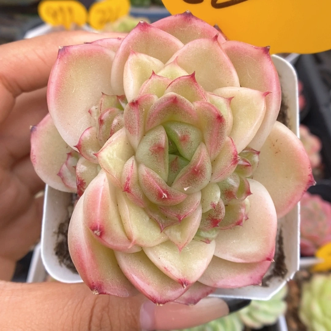 油透麦秆80号。