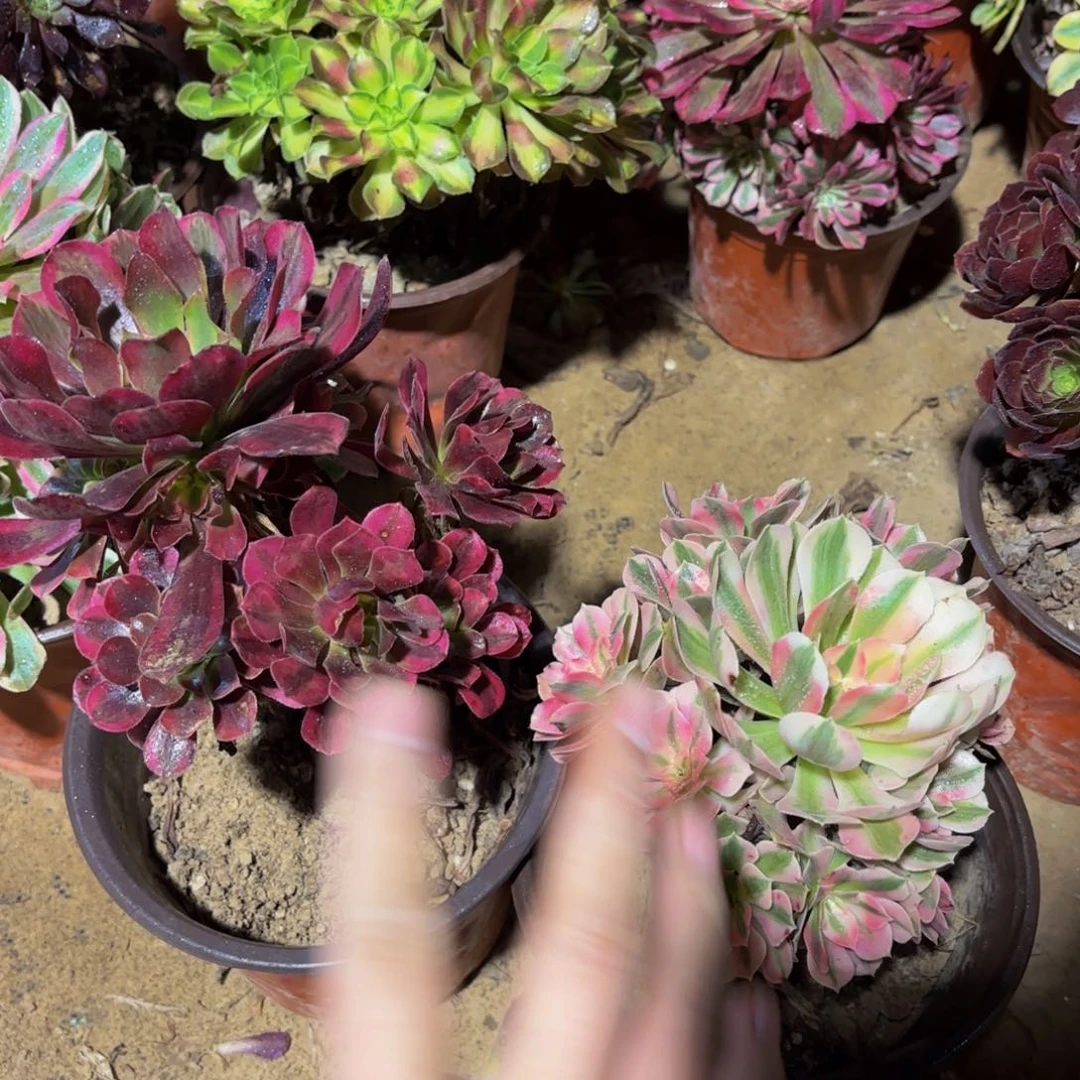 美杜莎七彩木质9.9各一颗