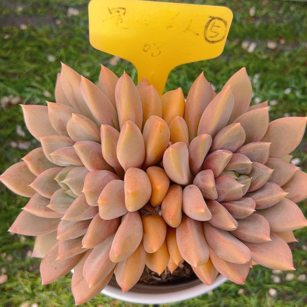 香玉的故事是一个人