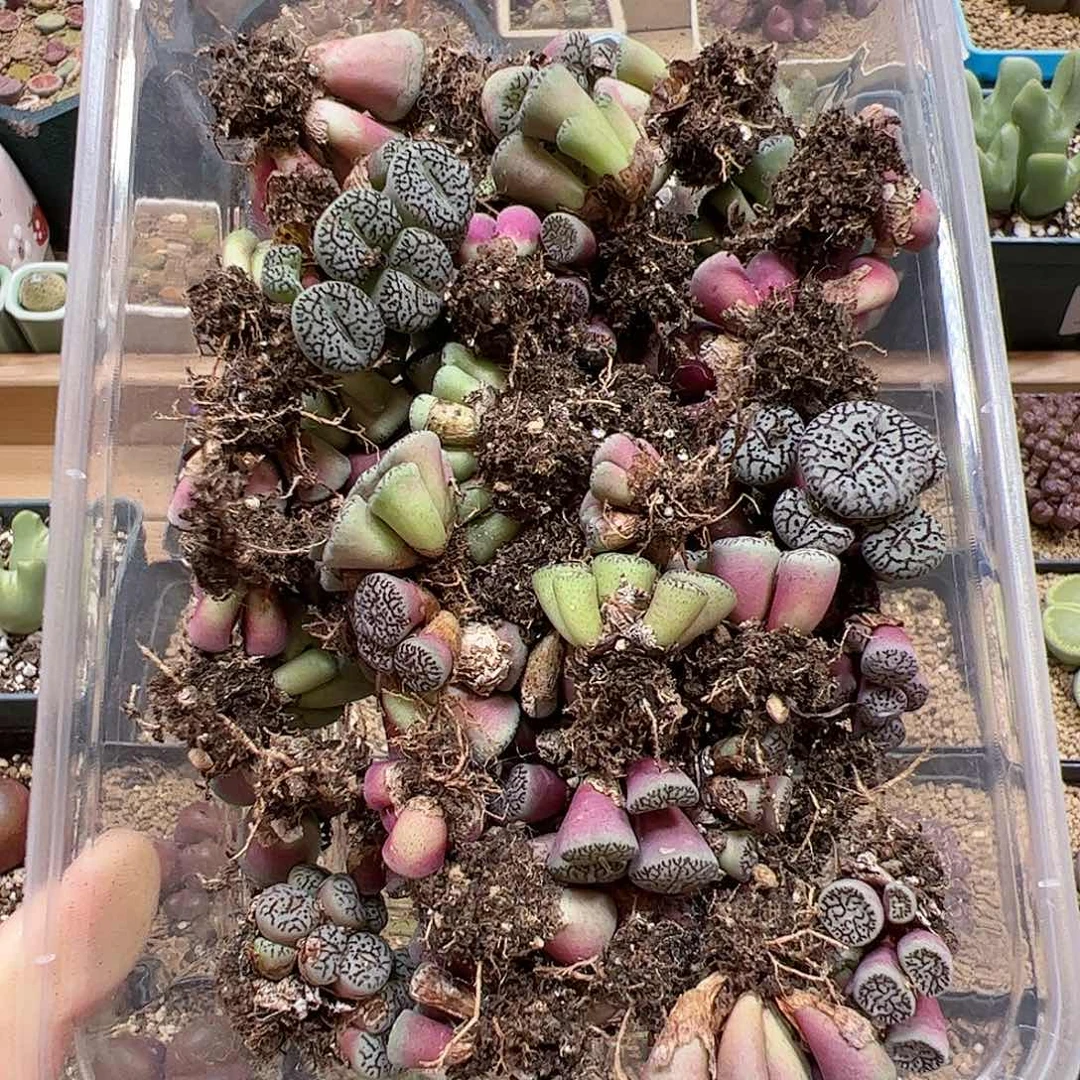 【闪购商品】273 超墨 清