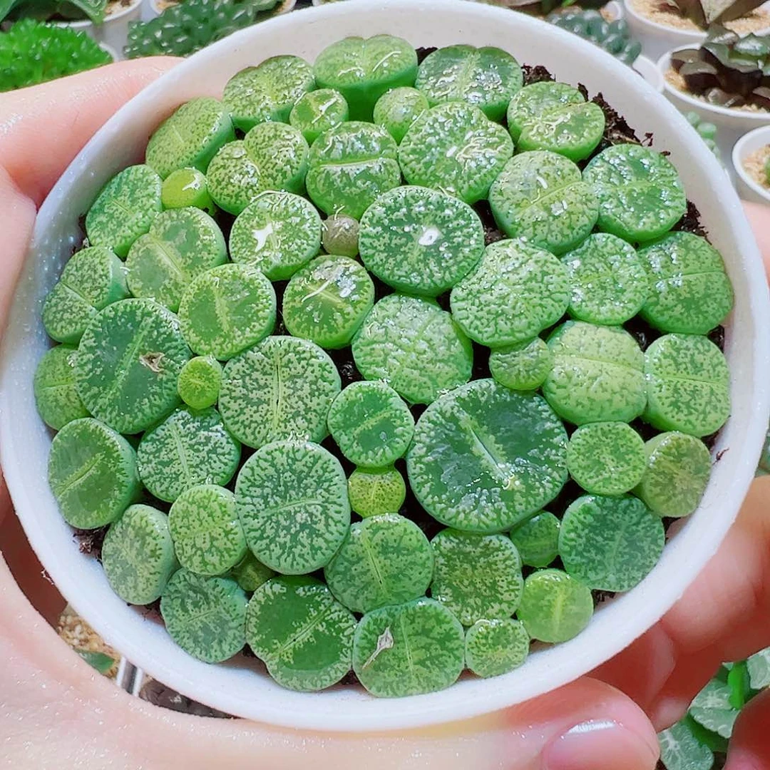 绿色生石花，30，直播间