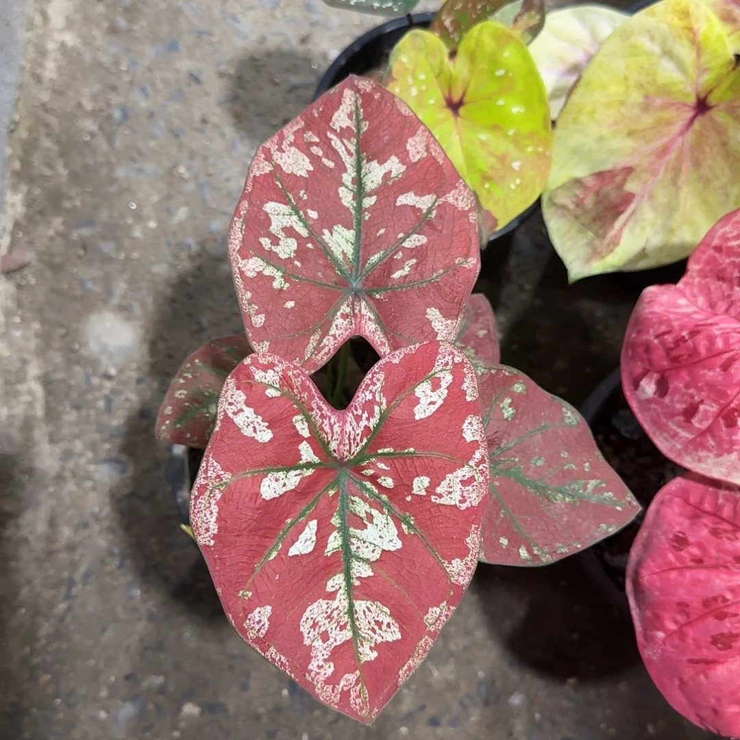 220-0525泰国发货宇宙唯一