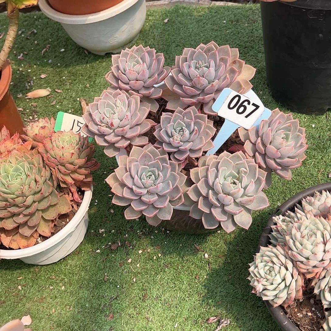 雨***！红粉佳人多肉植物067