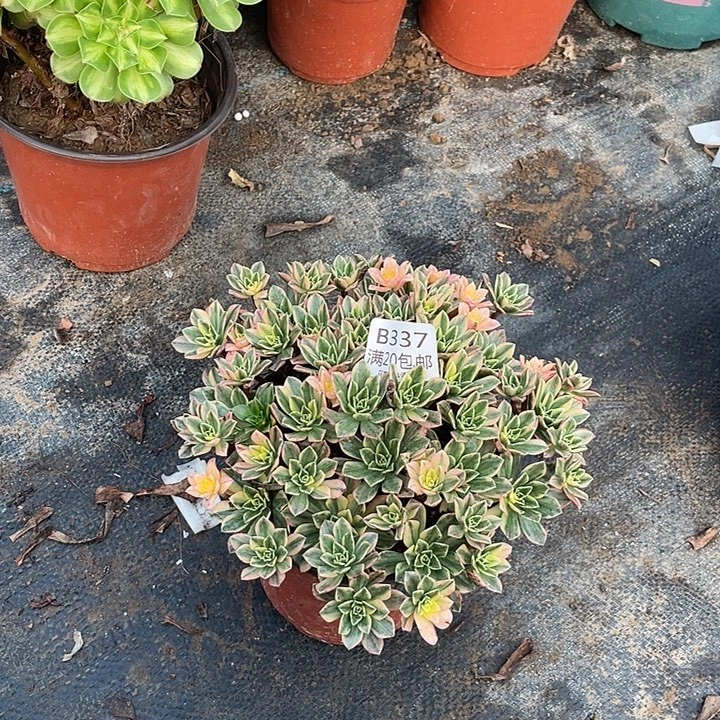 337甜茶多肉法师多肉