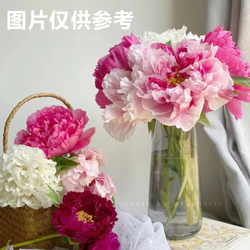 A+级牡丹鲜切花