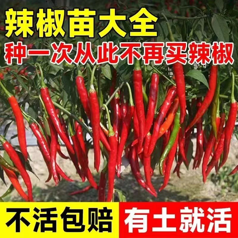 辣椒苗高产带土发货易存活薄皮椒长线椒苗牛角椒朝天椒各种蔬菜苗