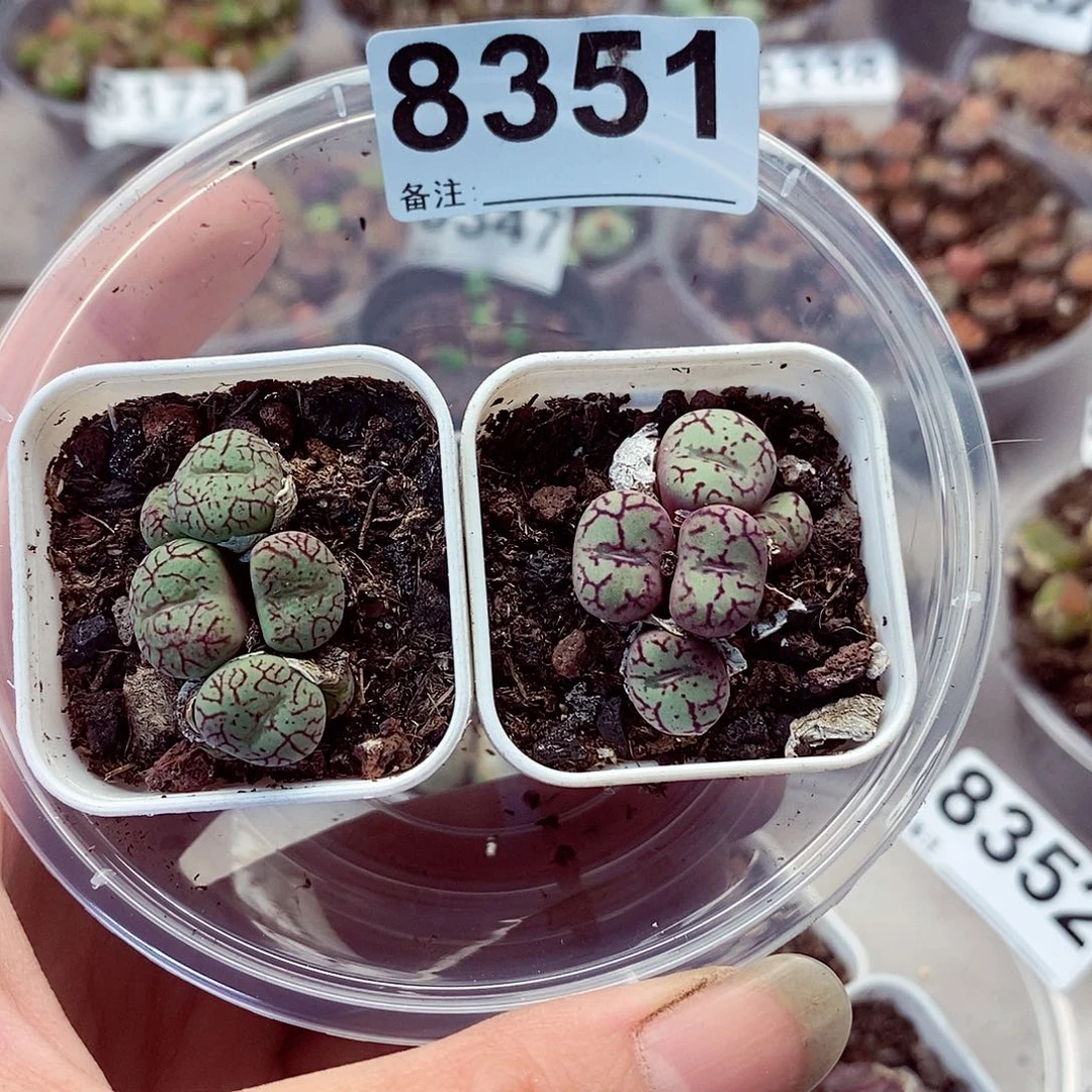 8351青姬啦啦啦咯啊