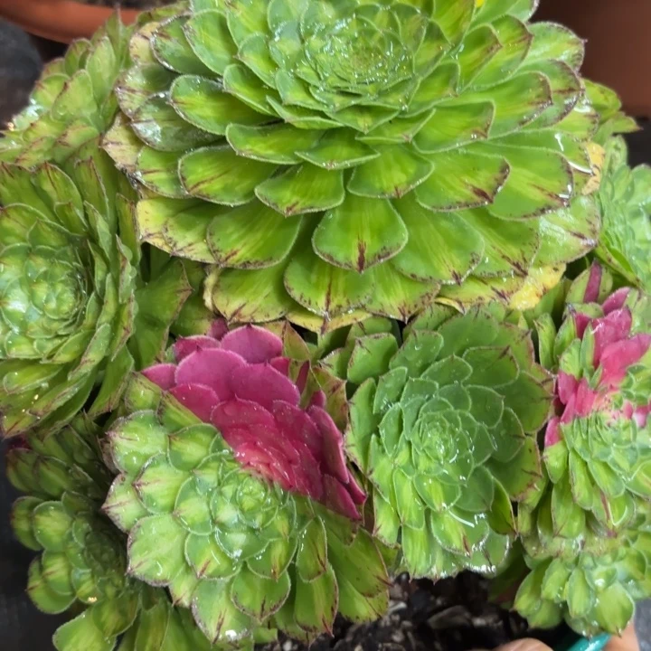 哈哈多肉葡萄福利317