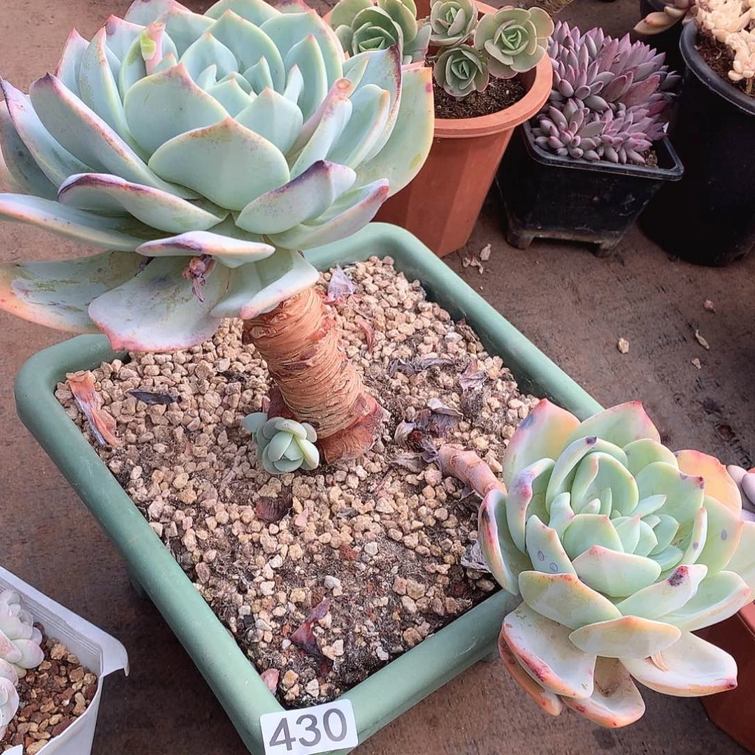 430凤橙一物一拍多肉