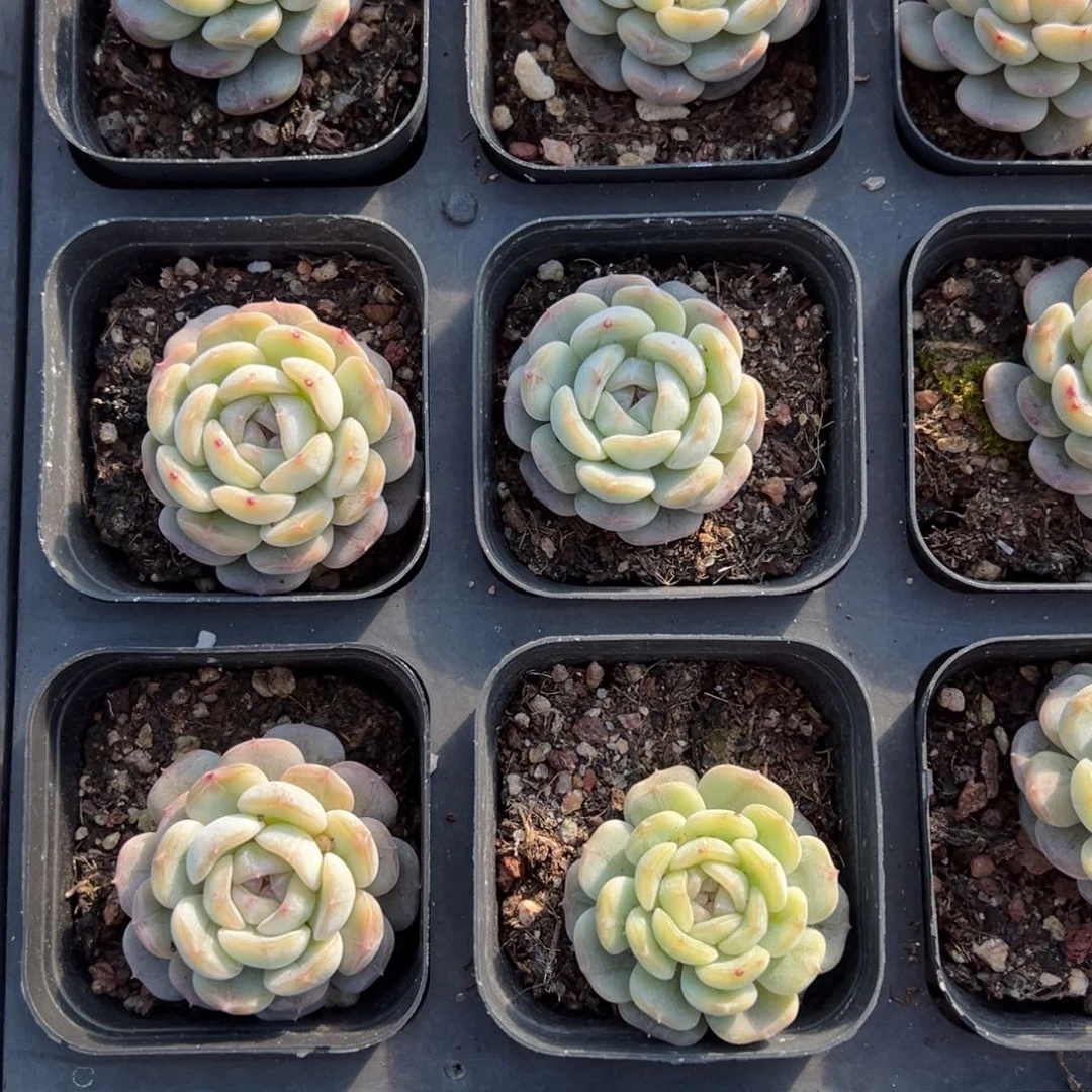 白恋一颗量拍多肉满20包邮