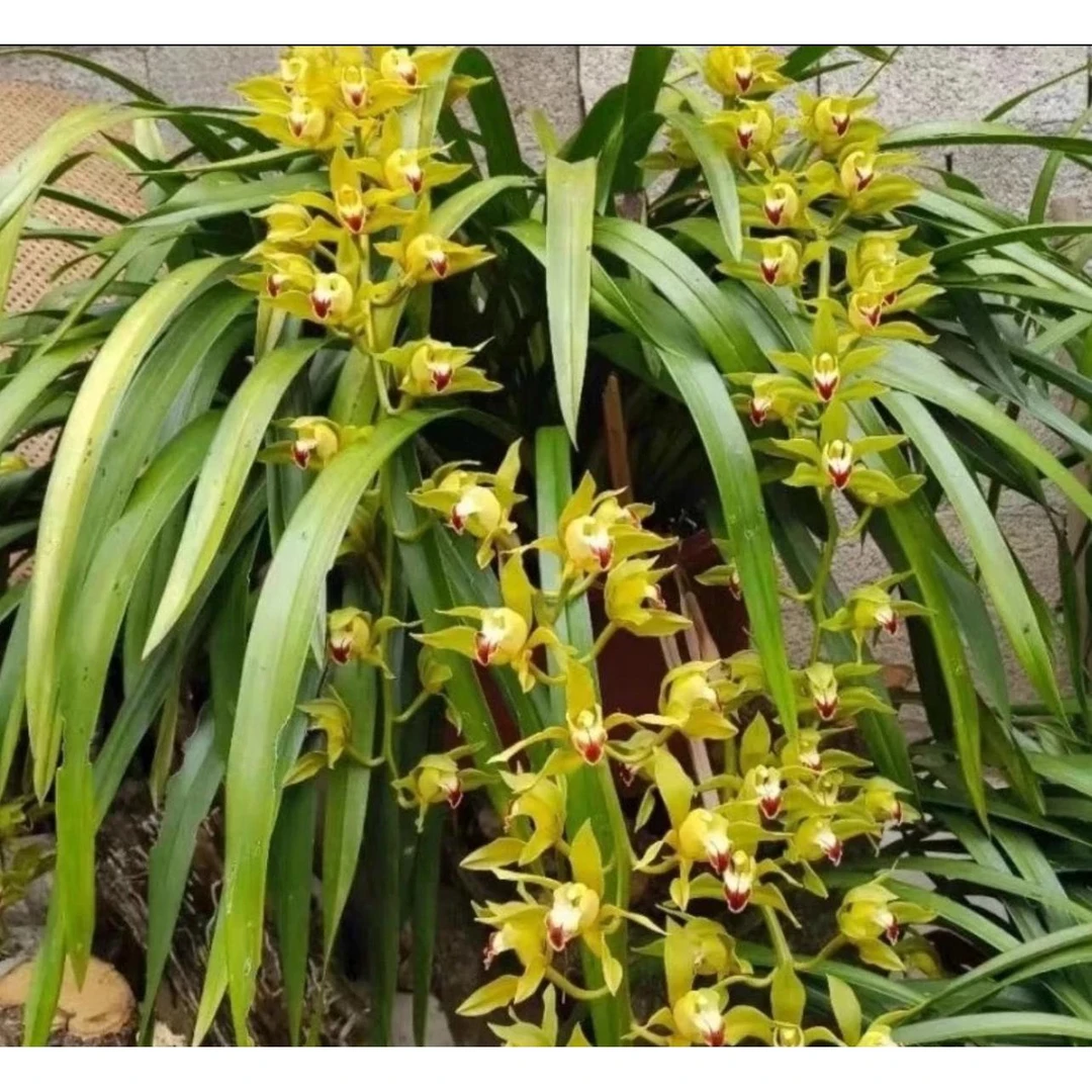 红嘴鸥虎头兰盆栽花卉浓香型室内外好养四季开花