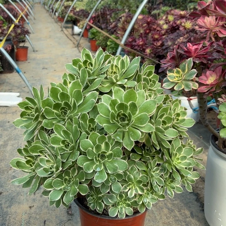 15大叶多肉多肉多肉多肉