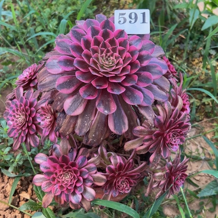 黑同白多肉植物591.