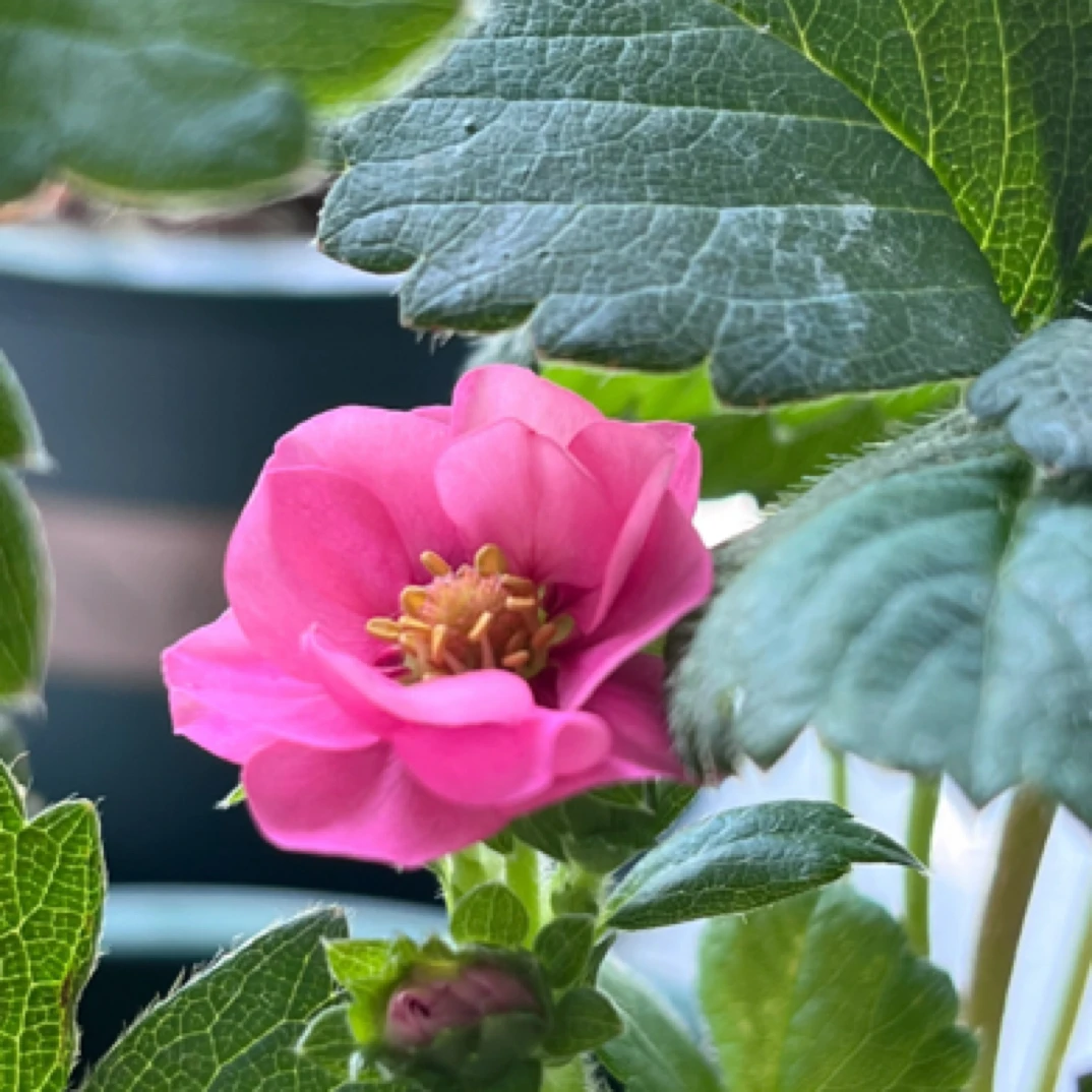 【宫廷卉】四季草莓盆栽室内庭院阳台