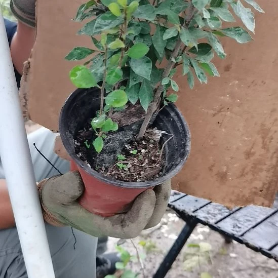 游***客完全开放老鸦柿知秋红