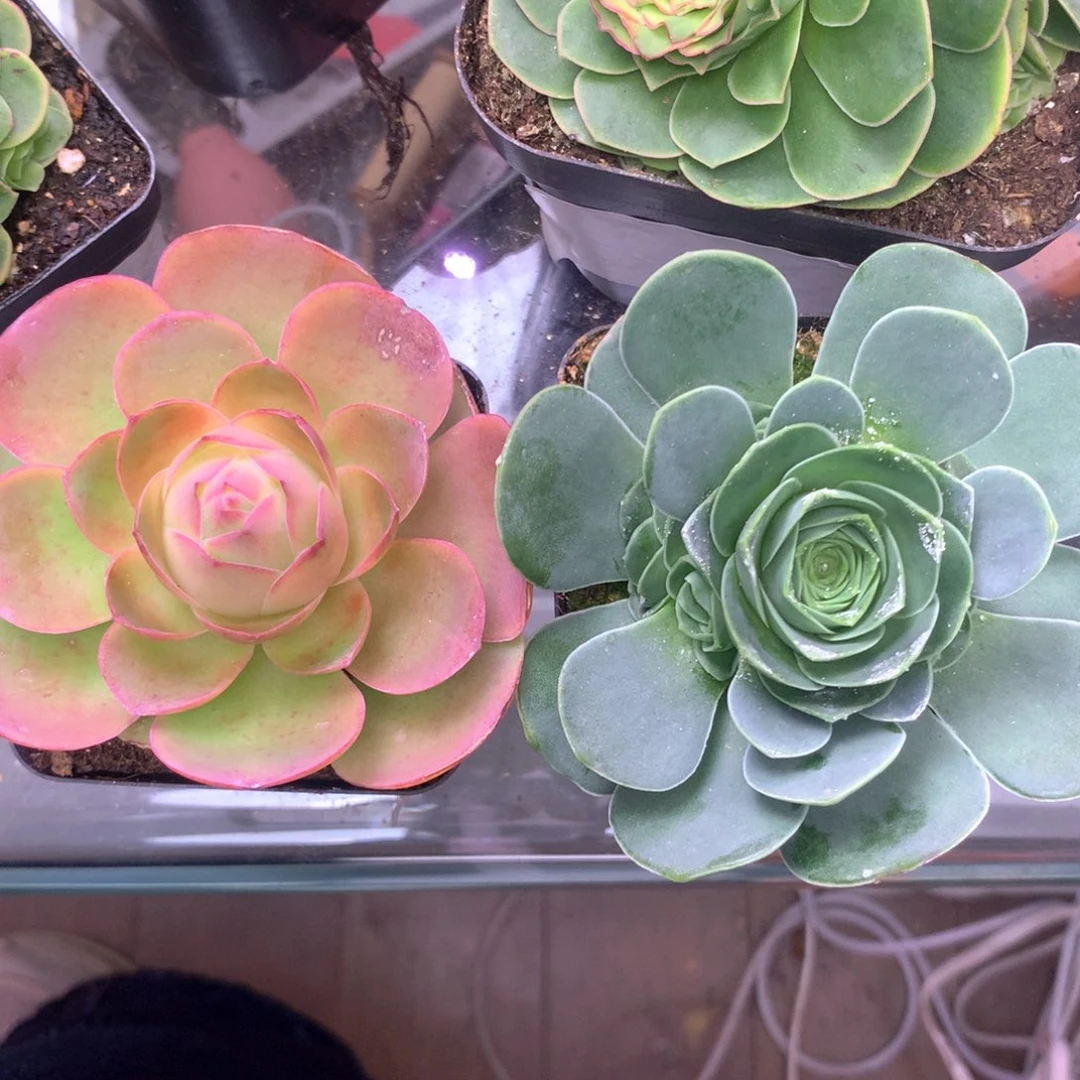 一物一拍凤栖三八福利两颗288