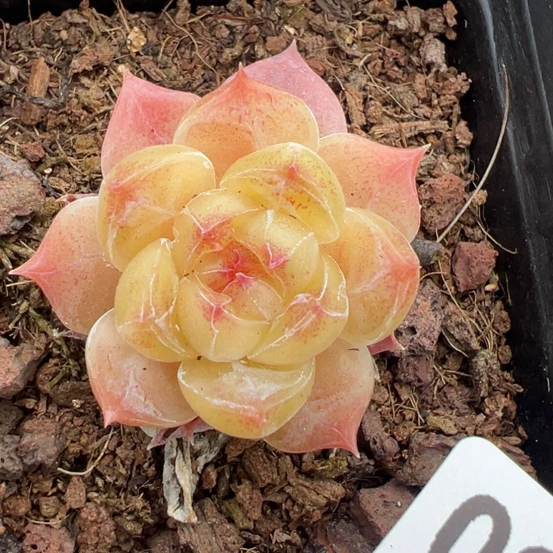 小卡拉米糖心一物一拍12-50