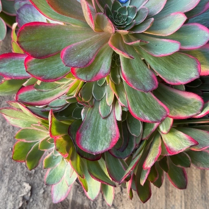 粉花妖多肉量拍一颗断枝不包