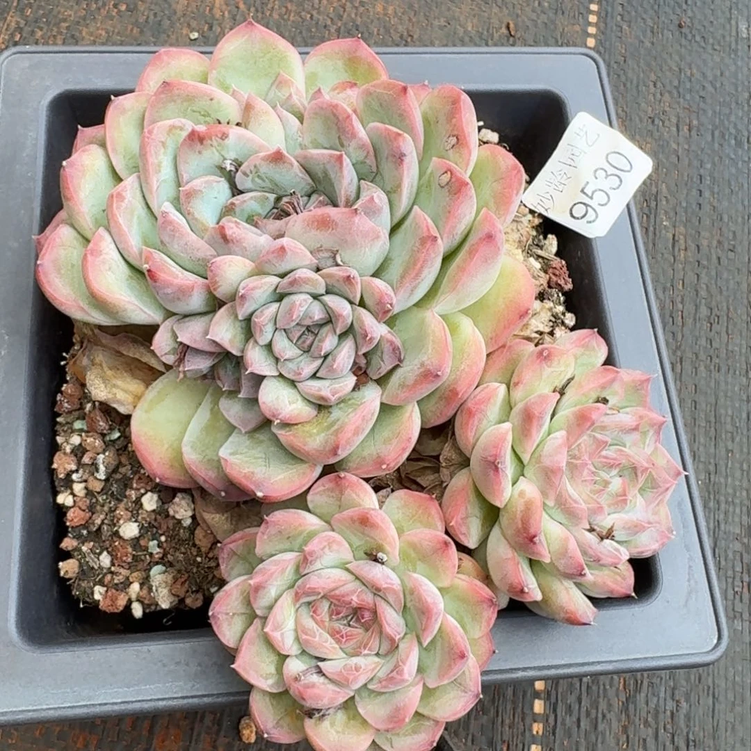 用***29530杂交多肉植物基地