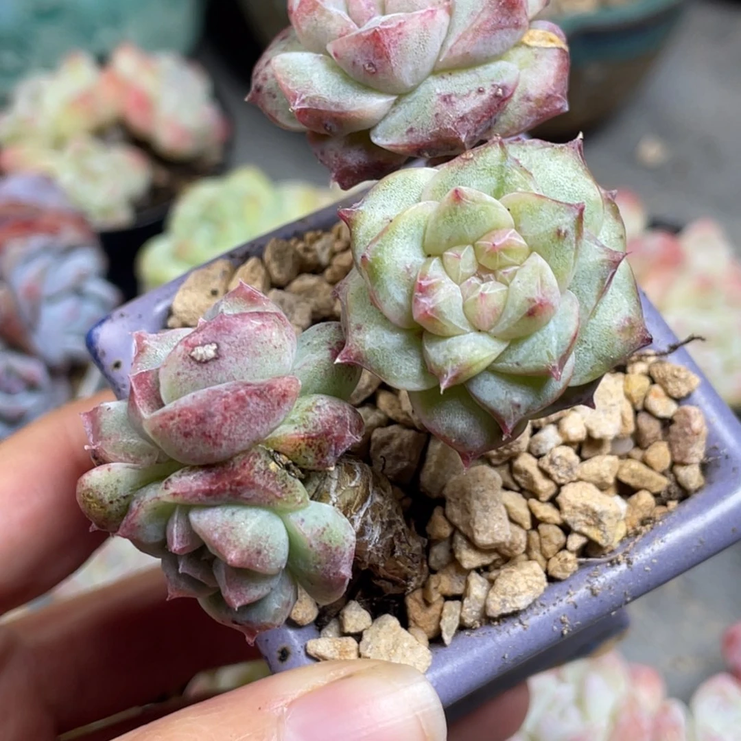 阿尔巴石化老桩群生