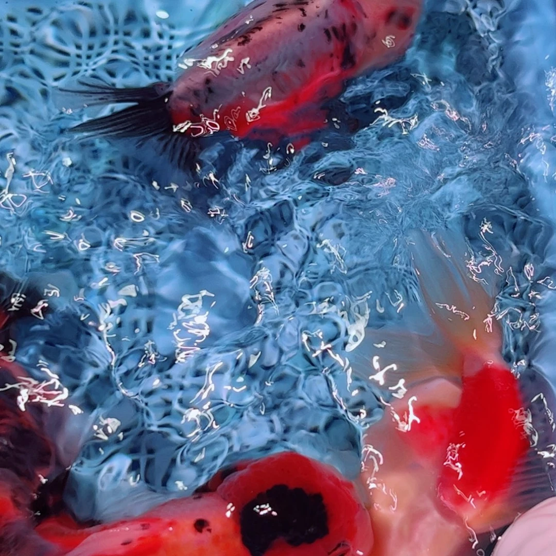 狮头鱼直播间一物一拍打氧气47