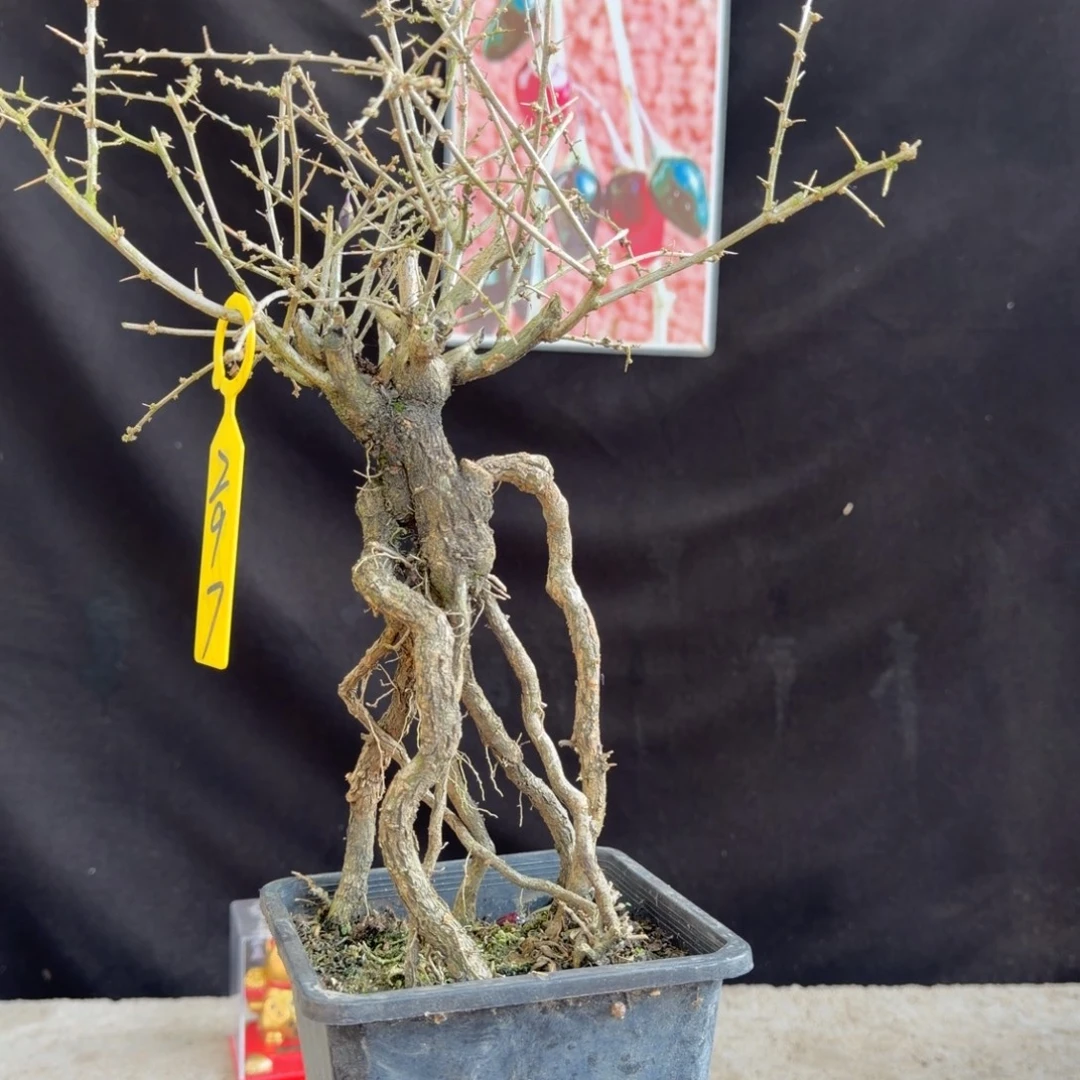 当前无花朵，栽培后可花朵