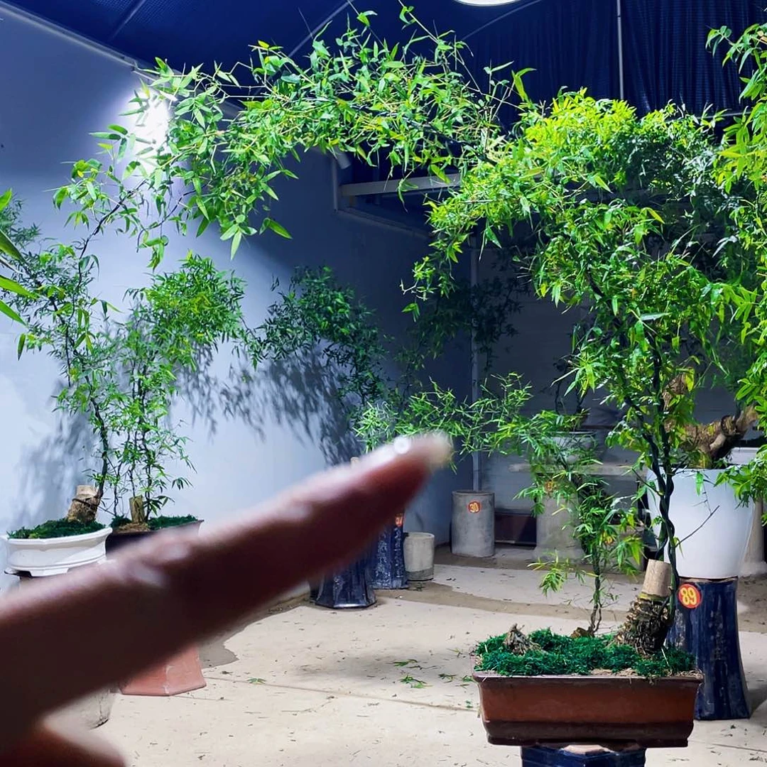 天*小叶簕竹熟桩陶瓷盆一物一拍