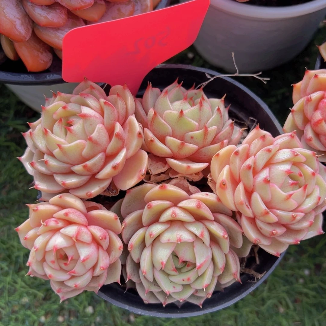 香玉的故事是一个人的