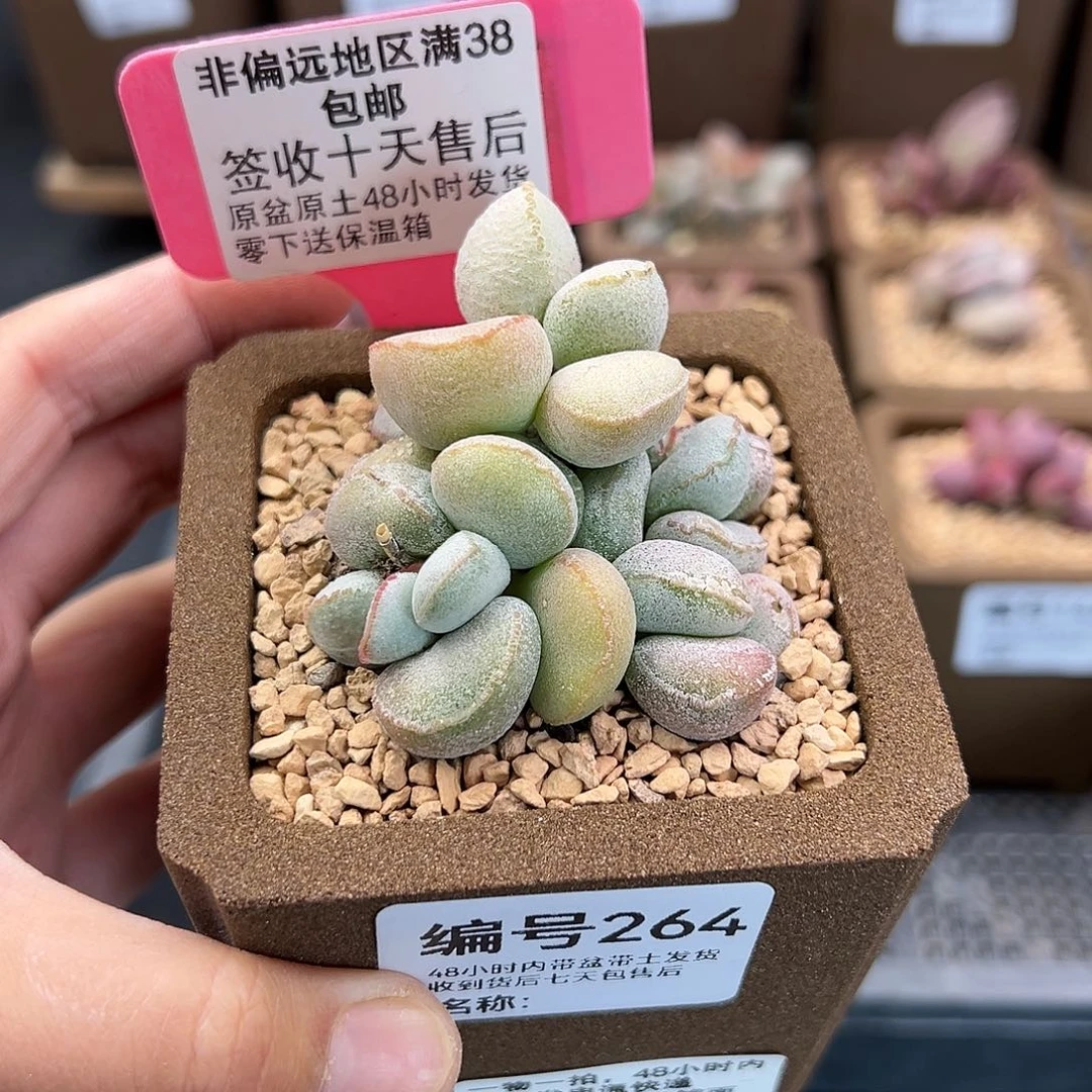 264硬叶白蛋多肉