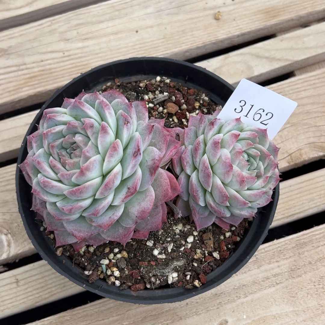 卖****?3162多肉多多多多