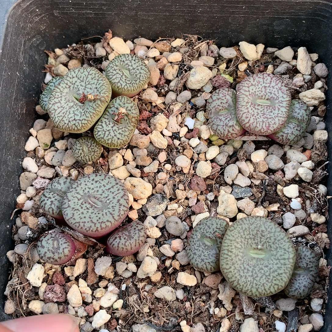W01多肉植物保护