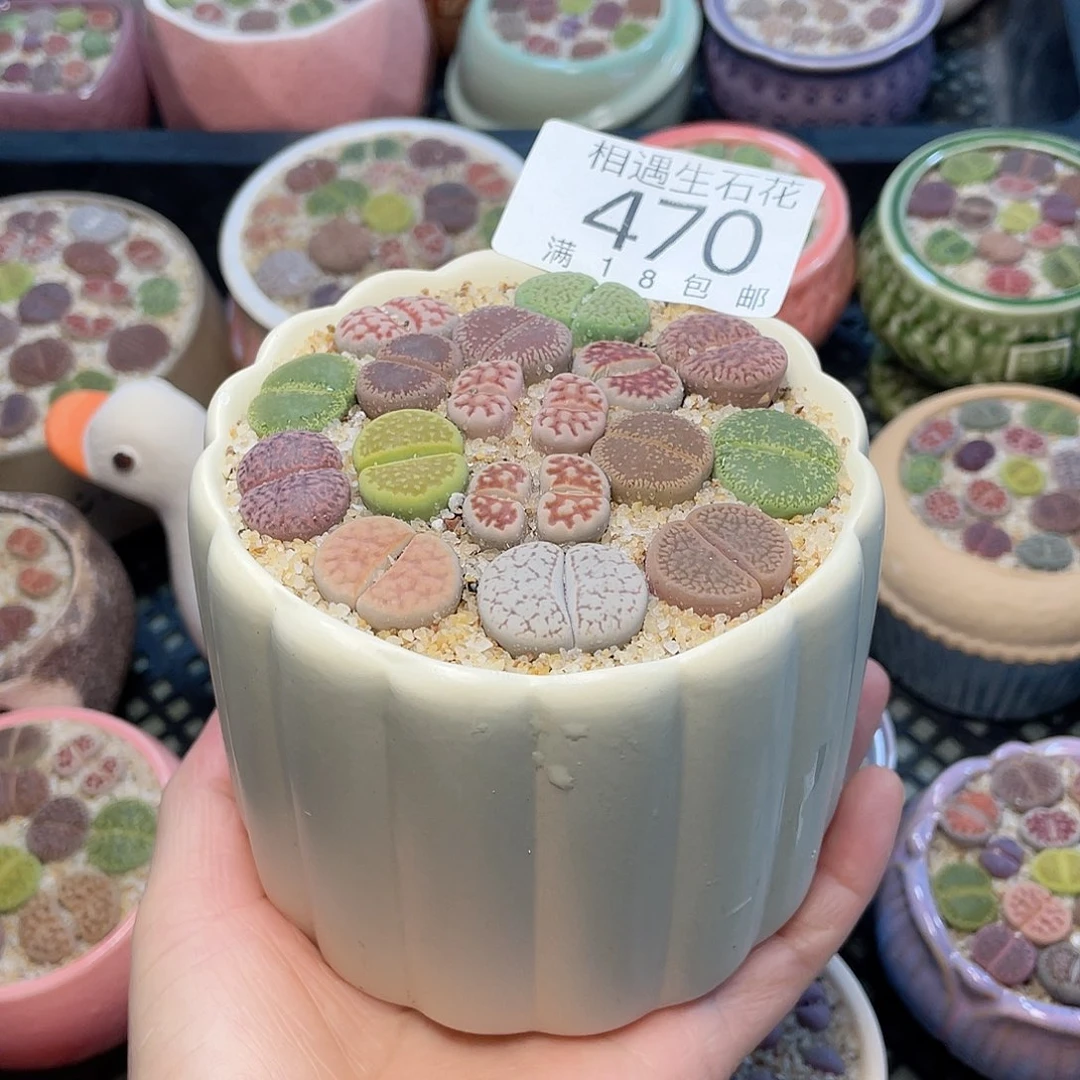 k*相遇开播福利470