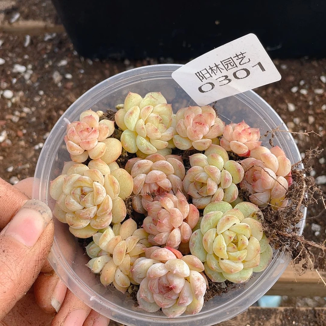 多肉植物多肉植物301