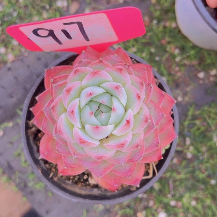 健健康康平平安安