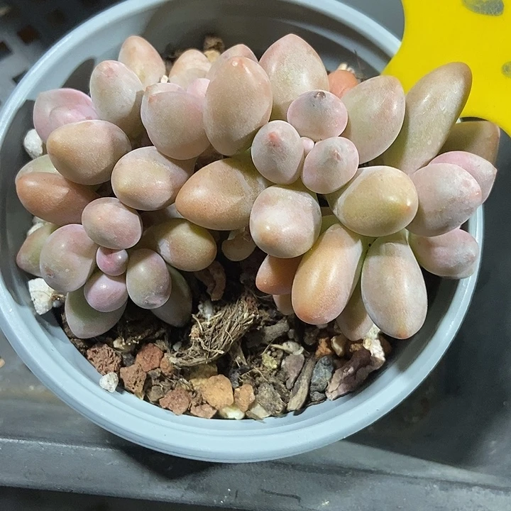 多肉额粉色恋人953多肉