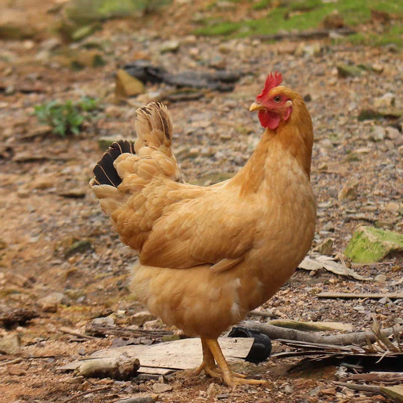 【正宗农村散养700天】黄油老母鸡2只笼装活发顺丰包邮