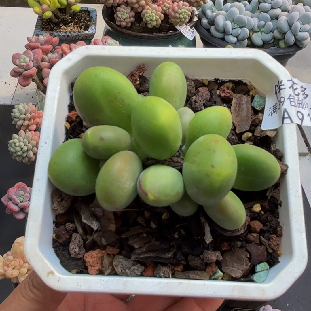 913芒果奶6cm多肉