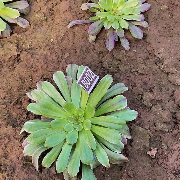 18002号哪吒法师多肉