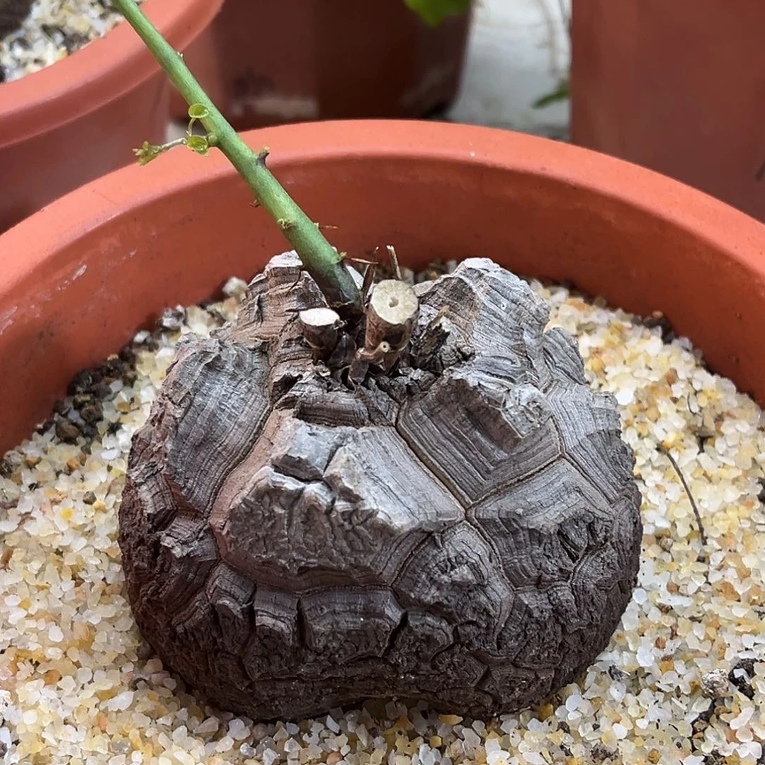 最***鱼潮流植物 潮流植物