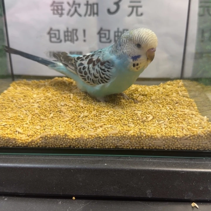 虎皮鹦鹉大头虎皮鹦鹉