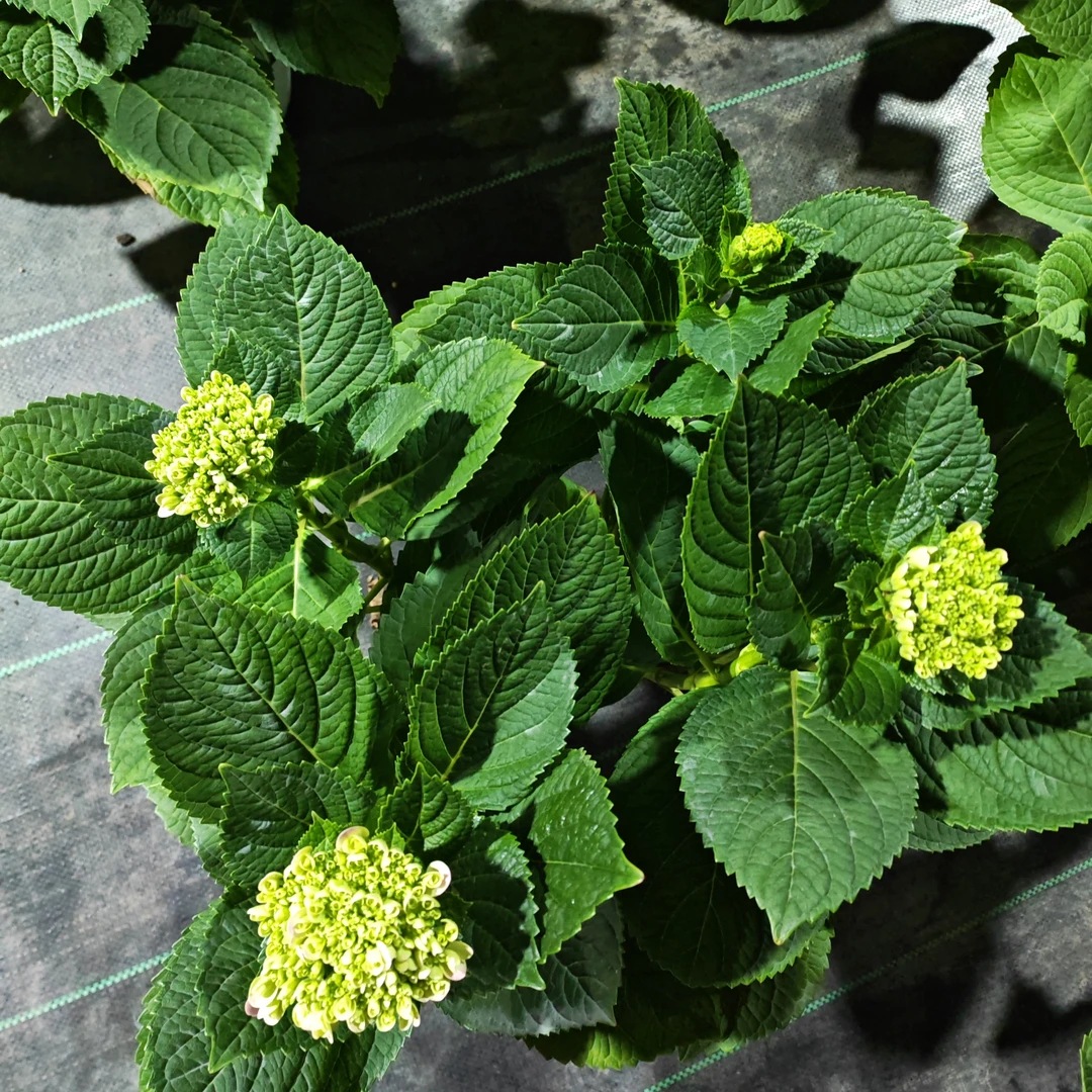 【青雨】露天绣球庭院室内室外大花绣球易养护阳台植物