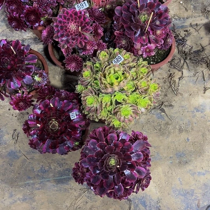 老*宗编号5895905913组