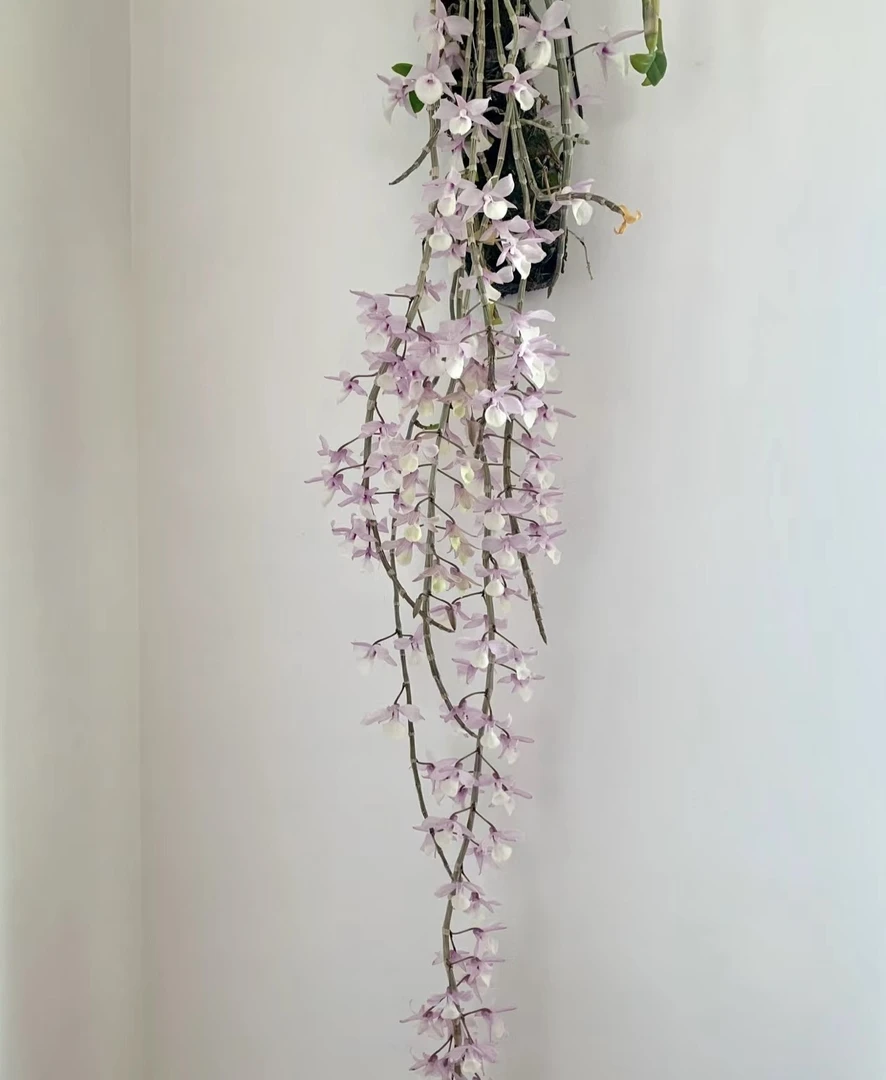 缅甸原种天宫石斛 兜唇石斛 爆花量大 落叶开花型 （短条）