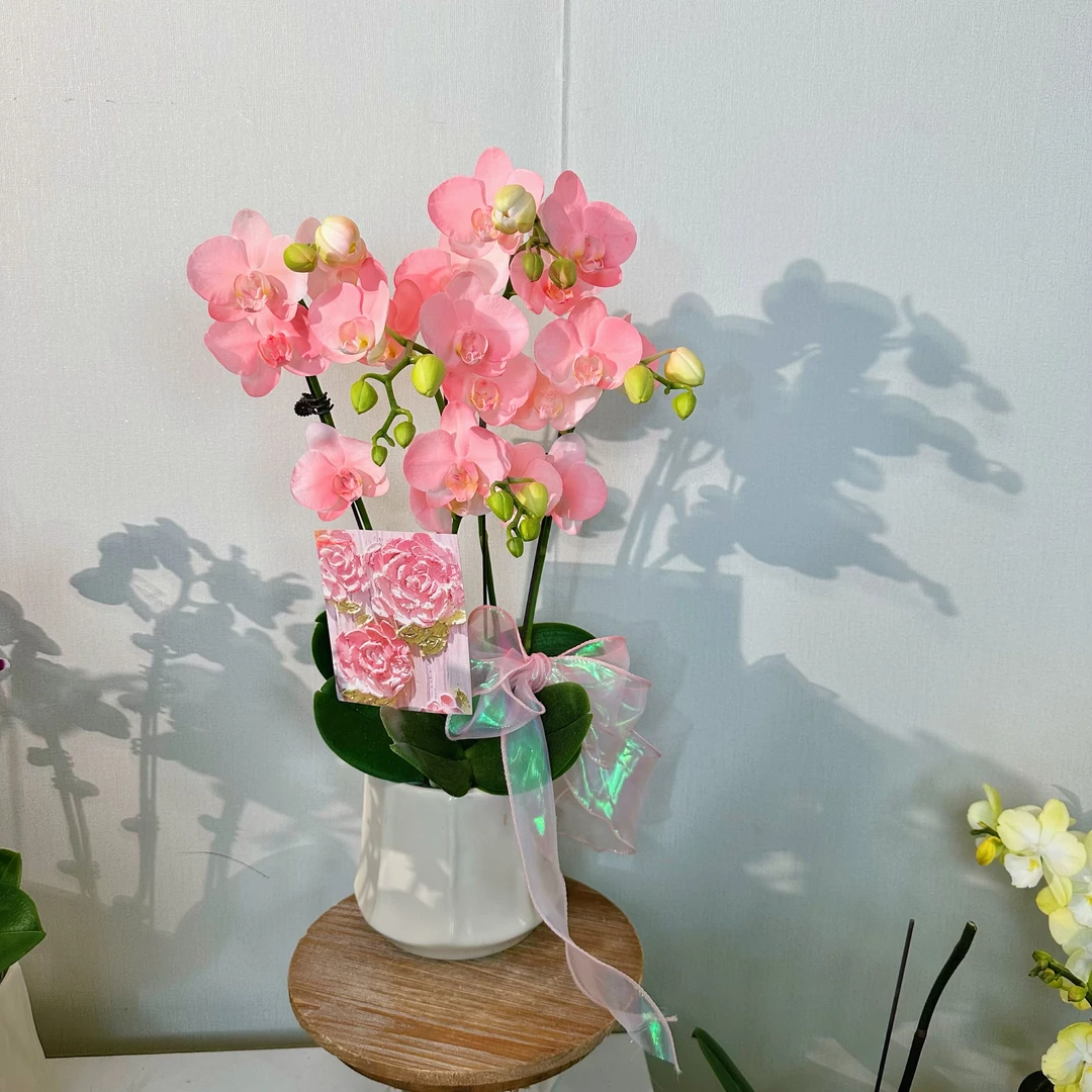 【桃花仙子-组盆】（粉色）蝴蝶兰花卉活体高端喷色马卡龙稀缺色