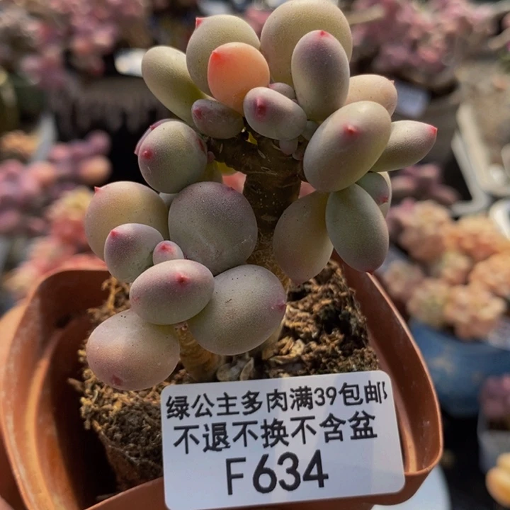 四代苹果奶634多肉植物