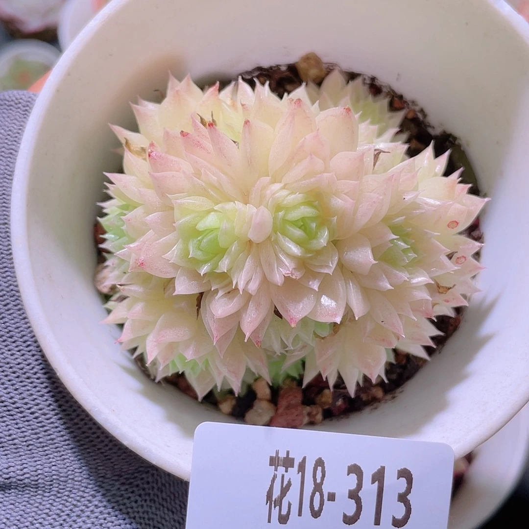 花利美18-313麦秆群