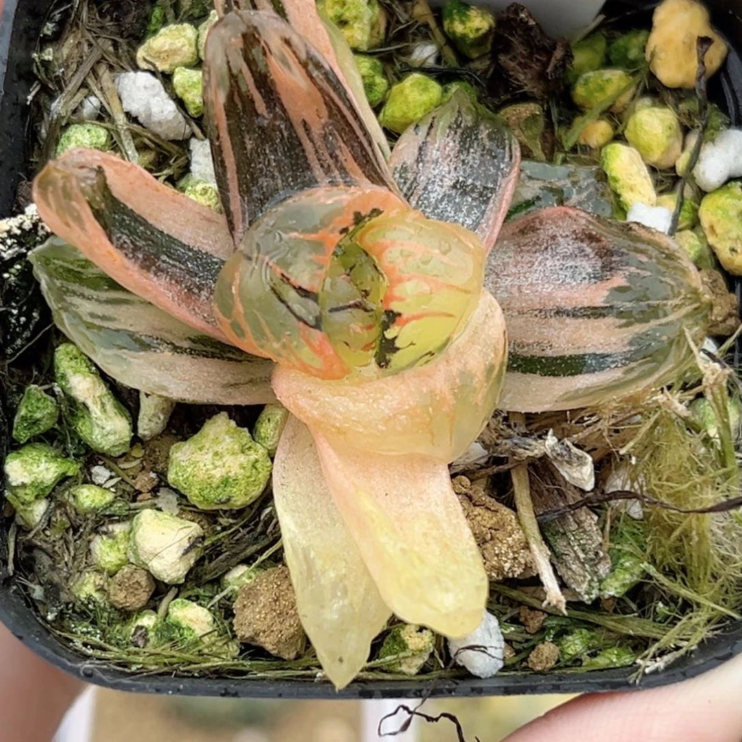 18黑水晶玉露锦福利专场