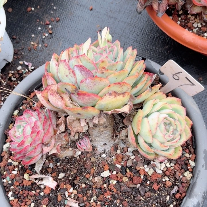 多肉，一物一拍，9.9包邮